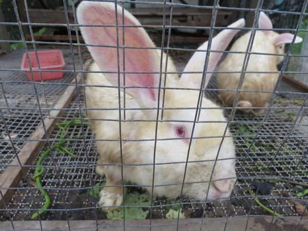 頭城農場, 農場環境, 動物, 小白兔