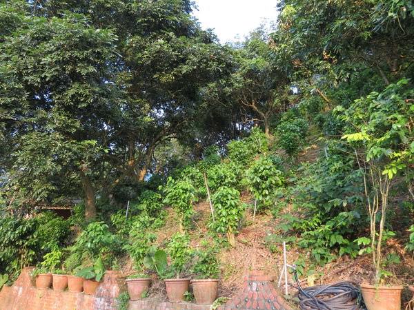 大鋤花間咖啡生態農場, 戶外環境, 山坡咖啡種植區