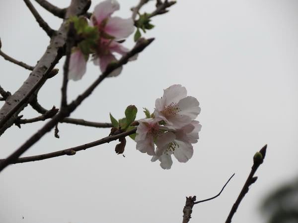 內溝溪自然生態步道, 樂康步道, 櫻花
