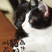 Movie, 猫なんかよんでもこない。(日) / 為什麼貓都叫不來(台) / Neko Nanka Yondemo Kona(英文), 電影海報, 台灣