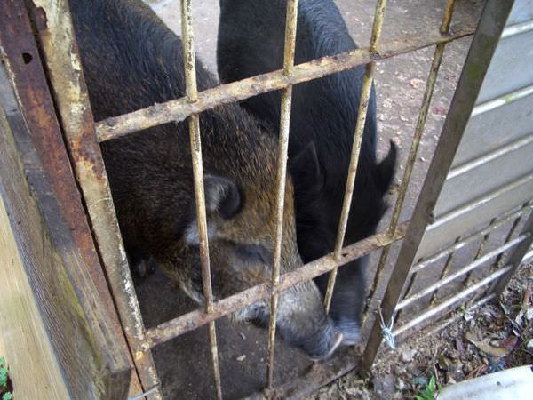 內湖採草莓 33-另一條小徑上的養豬人家，熱情的豬