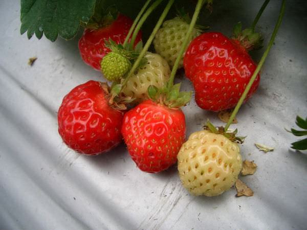 內湖採草莓 43-可愛的草莓