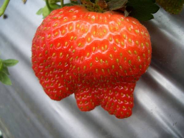 內湖採草莓 46-引起大家好奇的草莓，同時也是登上精選部落格時的照片