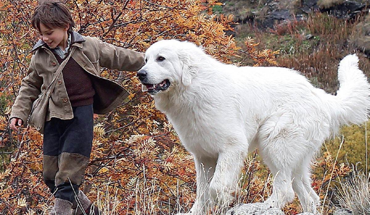 靈犬雪麗 男孩與狗狗 闕小豪