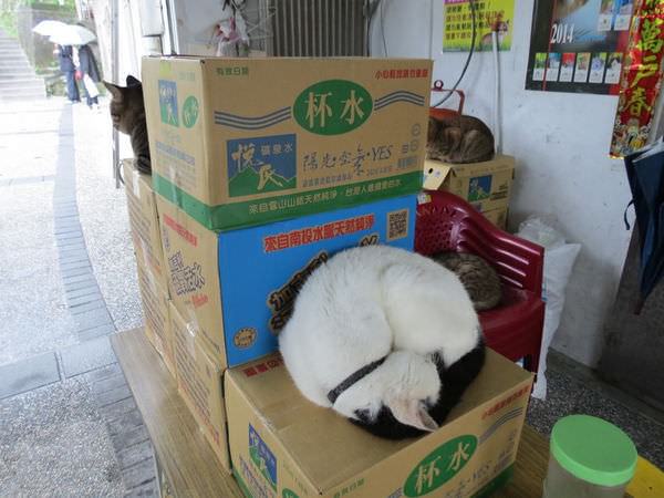 猴硐貓村, 貓咪睡覺