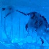 冰原奇跡-史前巨獸．長毛象特展, 化石