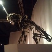 冰原奇跡-史前巨獸．長毛象特展, 劍齒虎化石