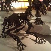 冰原奇跡-史前巨獸．長毛象特展, 劍齒虎化石