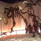 冰原奇跡-史前巨獸．長毛象特展, 劍齒虎化石.長毛象化石