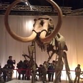 冰原奇跡-史前巨獸．長毛象特展, 劍齒虎化石.長毛象化石