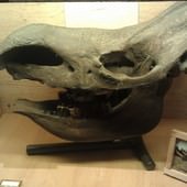 冰原奇跡-史前巨獸．長毛象特展, 犀牛化石
