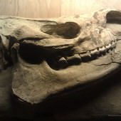 冰原奇跡-史前巨獸．長毛象特展, 犀牛化石
