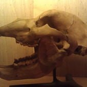 冰原奇跡-史前巨獸．長毛象特展, 洞熊頭骨化石