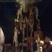 冰原奇跡-史前巨獸．長毛象特展, 美洲野牛