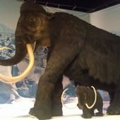 冰原奇跡-史前巨獸．長毛象特展, 長毛象