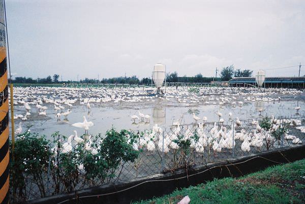 2005年環島, day2, 養鵝人家