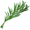 cw2_ingredient_rosemary_cookbook__0d12a