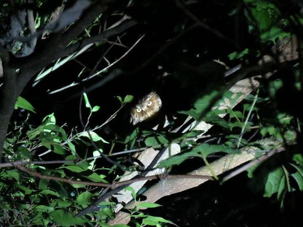 黃嘴角鴞