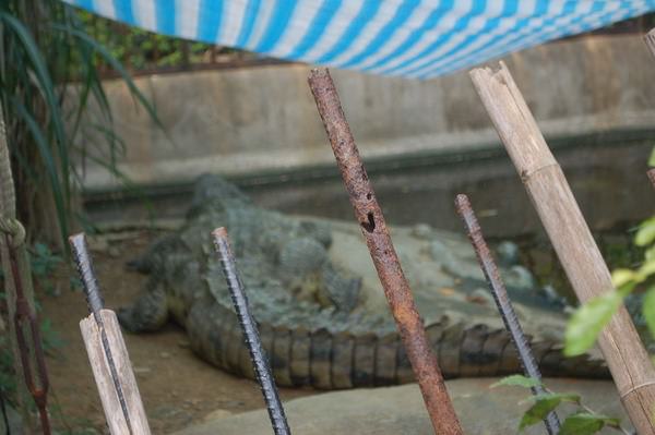 鱷魚, 新竹市立動物園
