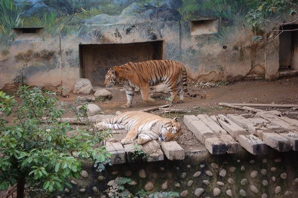 孟加拉虎, 新竹市立動物園