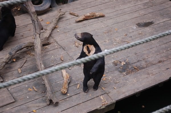 馬來熊, 新竹市立動物園