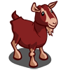 Red Toggenburg Goats