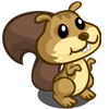Brown Squirrel 棕色松鼠