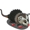 Opossum 負鼠