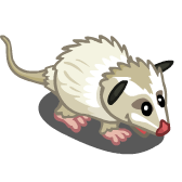 White Opossum 白負鼠