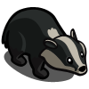 Amur Badger 阿穆爾獾