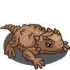 Horned Toad 角蜥（角蟾蜥）