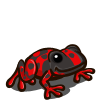Red Dart Frog 紅毒箭蛙