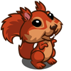 Red Squirrel 紅松鼠