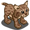 Bobcat 山貓