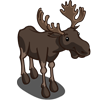 Moose Bulls 公駝鹿