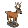 Roe Deer 獐鹿
