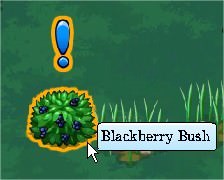 Blackberry Pickin