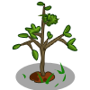 Mystery Tree Seedling 