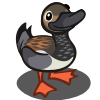 duck_gadwell.png
