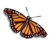 Butterfly.png
