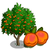 Golden Apricot Tree