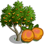 Apricot Tree 杏樹