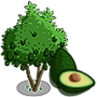Avocado Tree 酪梨樹