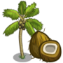 Coconut Tree 椰子樹