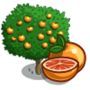 Star Ruby Grapefruit Tree