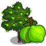 Lime Tree 萊姆樹(菩提樹)