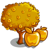 Golden Apple Tree 黃金蘋果樹