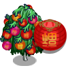 Chinese Lantern Tree 中國燈籠樹