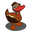 Red-Billed Duck 赤嘴潛鴨