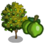 Key Lime Tree